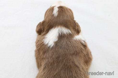 成約済の神奈川県のボーダーコリー-369085の2枚目